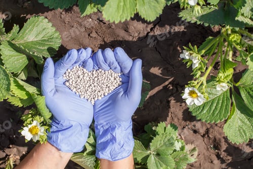 Preview: Farmer Hands In Rubber Gloves Giving Chemical Fertilizer To Young Bushes Of Strawberries During