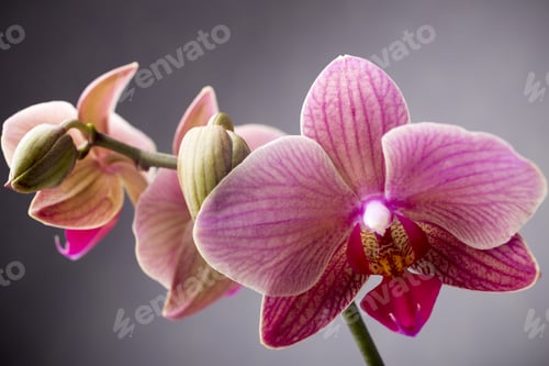 Preview: Pink Orchid With Buds. Greeting Card.