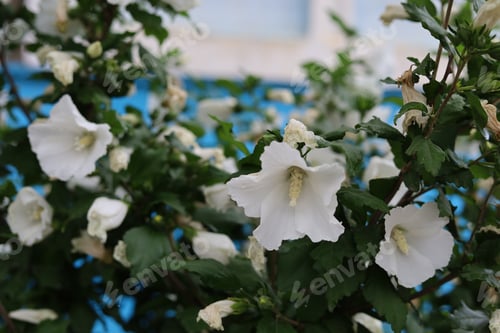 Preview: A Beautiful City Flowerbed With Flowers. Using Green Technologies To Improve The Quality Of Life