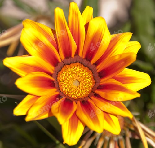 Preview: Vibrant Yellow Gazania Flower, Native To Southern Africa
