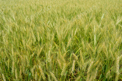 Preview: Ripening Rye On The Field In Early Summer