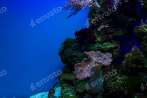Preview: Exotic Sea Mushroom In Aquarium