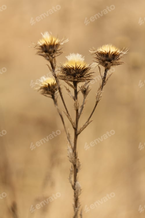 Preview: An Old Dry Flower, Dried Thistle In Spring After Winter.