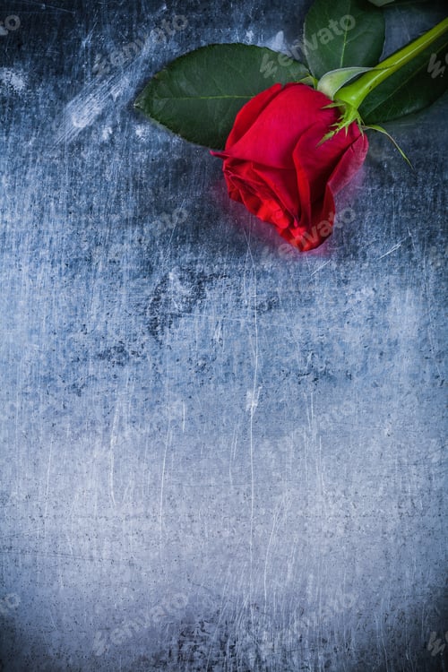 Preview: Expanded Red Rose On Scratched Metallic Background Holiday Concept.