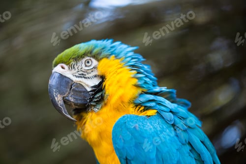Preview: Parrot Portrait Of Bird. Wildlife Scene From Tropic Nature.
