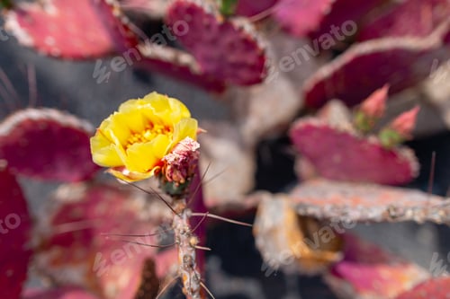 Preview: Cactus At Cactus Garden (Jardin De Cactus), Situated In The Village Of Guatiza On The Island Of
