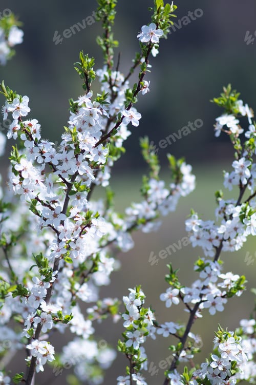 Preview: Cherry Blossom, Cherry Blossoming Twig, Spring Fruit Background.