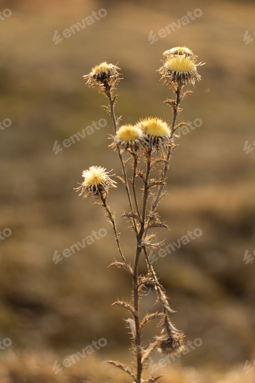 Preview: An Old Dry Flower, Dried Thistle In Spring After Winter.
