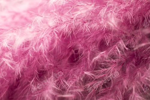Preview: Purple Feather Abstract Background. Macro Shoot.