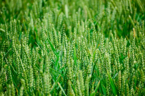 Preview: Green Wheat Growing On The Field In Early Summer