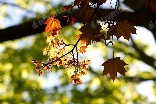 Preview: Colorful Maple Leaves