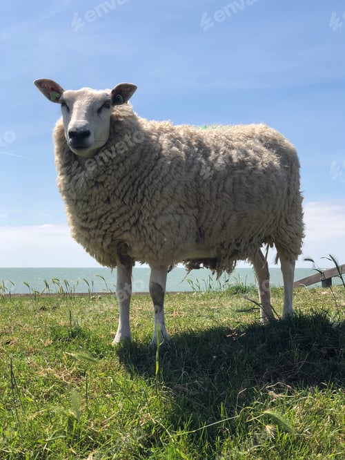 Preview: Sheep On A Dike In Hinderloopen The Netherlands