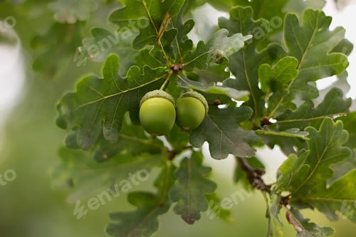 Preview: Green Oak Background.