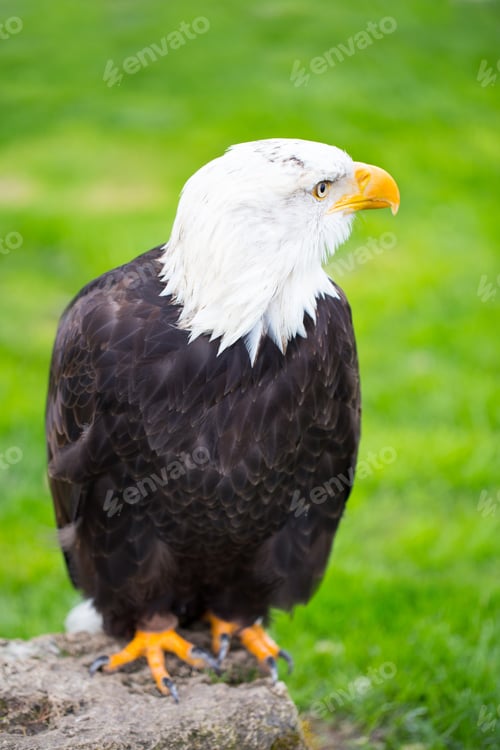 Preview: Portrait Of A Bald Eagle On Grass.