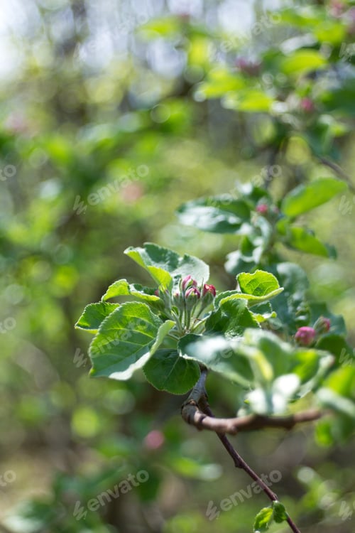 Preview: Apple Blossom, Apple Blossoming Twig, Spring Fruit Background.
