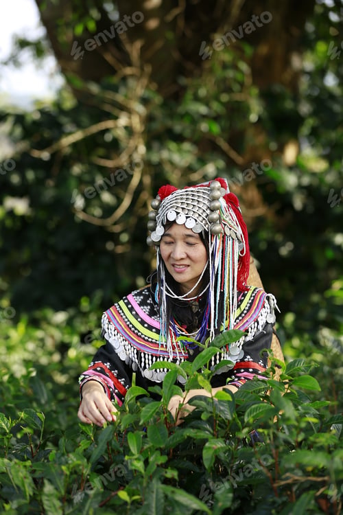 Preview: Hill Tribe Asian Woman In Traditional Clothes Collecting Tea Leaves With Basket In Tea Plantations