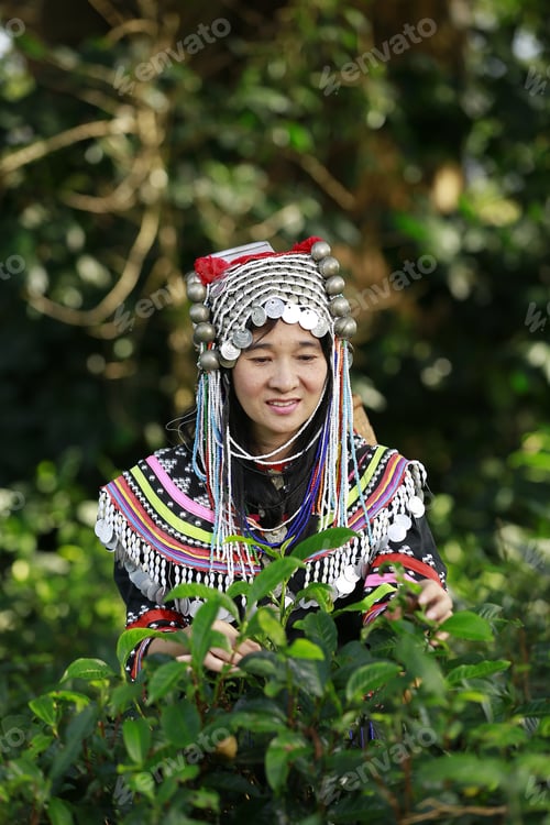 Preview: Hill Tribe Asian Woman In Traditional Clothes Collecting Tea Leaves With Basket In Tea Plantations