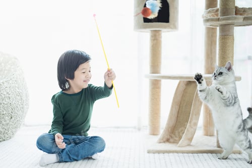 Preview: Cute Asian Child Playing With Kitten