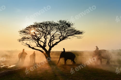Preview: Elephant And Man Hometown In The Field On During Sunrise ,Surin Thailand