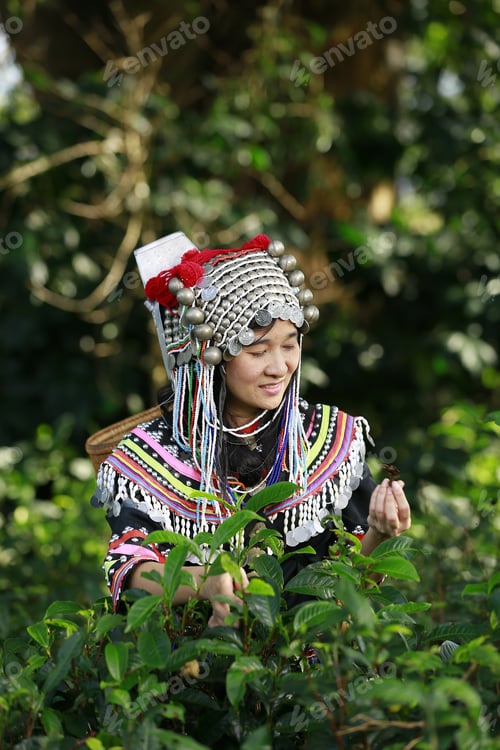 Preview: Hill Tribe Asian Woman In Traditional Clothes Collecting Tea Leaves With Basket In Tea Plantations