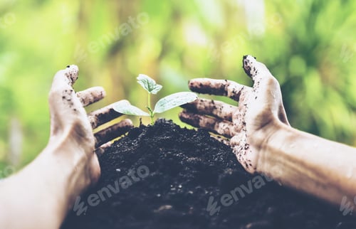 Preview: Farmer'S Hands Holding And Caring And Preventing A Green Young Plant.Woman'S Hands Dirty From