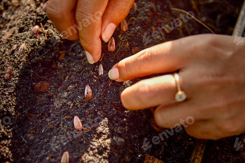Preview: In Selective Focus Of Hand Seeding Plantation In Farm.