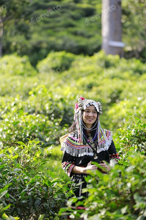 Preview: Hill Tribe Asian Woman In Traditional Clothes Collecting Tea Leaves With Basket In Tea Plantations