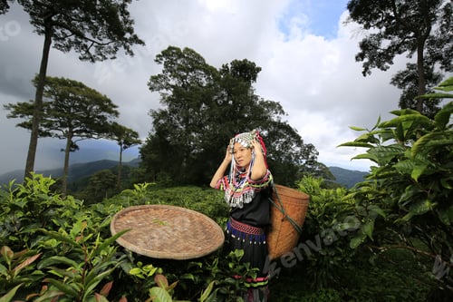 Preview: Hill Tribe Asian Woman In Traditional Clothes Collecting Tea Leaves With Basket In Tea Plantations