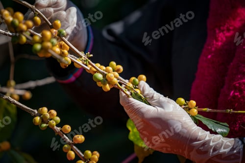 Preview: Agriculturist Hands Harvesting Red And Yellow Fresh Ripe Arabica Or Robusta An Organic Coffee