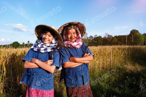 Preview: Child Girl And Old Woman Farmer Working At Rice Field On Harvest Season.