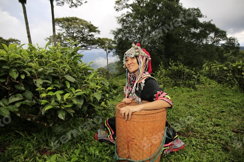 Preview: Hill Tribe Asian Woman In Traditional Clothes Collecting Tea Leaves With Basket In Tea Plantations