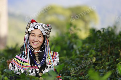 Preview: Hill Tribe Asian Woman In Traditional Clothes Collecting Tea Leaves With Basket In Tea Plantations