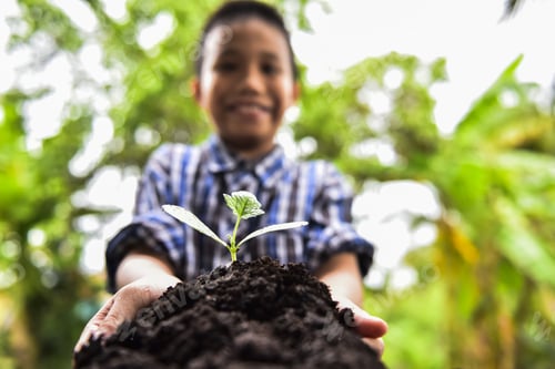 Preview: Young Kid Planting Then Holding And Caring, Preventing A Green Young Plant.Kid'S Hands Dirty From