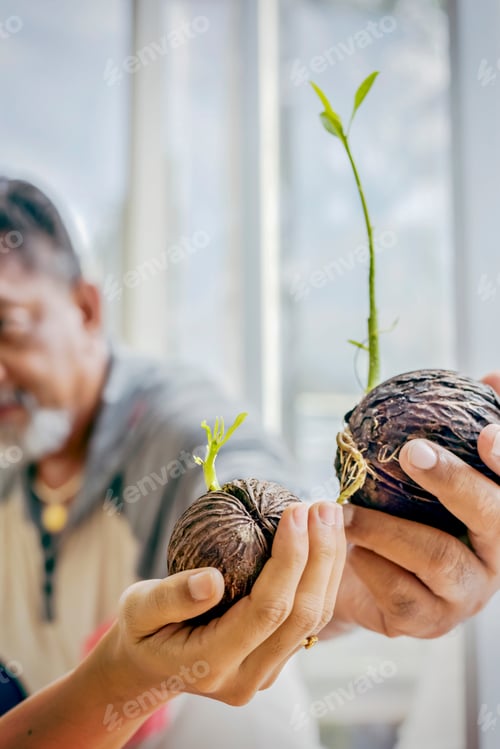 Preview: New Born Small Green Seedlings Are Grown From The Seeds Of The Suicide Tree In Hand.A New Grown