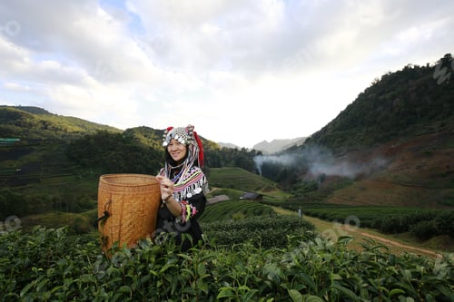 Preview: Hill Tribe Asian Woman In Traditional Clothes Collecting Tea Leaves With Basket In Tea Plantations