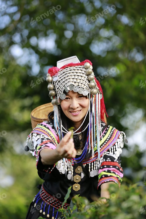 Preview: Hill Tribe Asian Woman In Traditional Clothes Collecting Tea Leaves With Basket In Tea Plantations