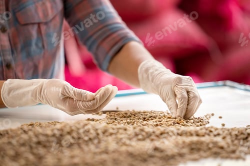 Preview: Agriculturist Hands Collecting The Arabica Or Robusta An Organic Coffee Berries Beans Bad Out