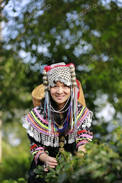 Preview: Hill Tribe Asian Woman In Traditional Clothes Collecting Tea Leaves With Basket In Tea Plantations