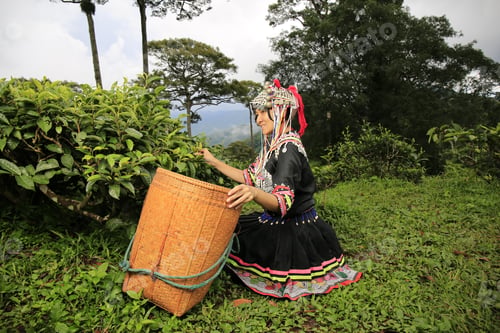 Preview: Hill Tribe Asian Woman In Traditional Clothes Collecting Tea Leaves With Basket In Tea Plantations