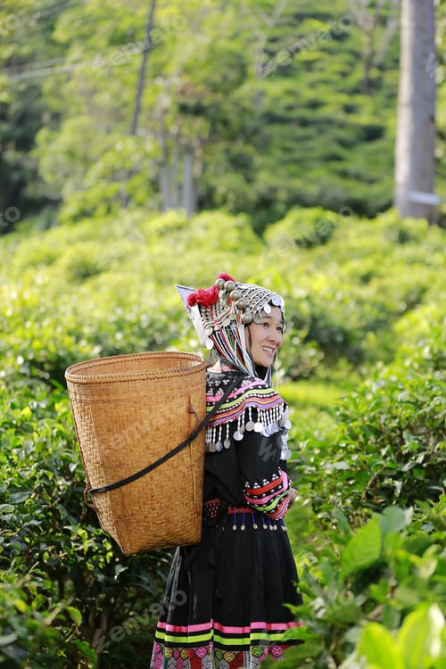 Preview: Hill Tribe Asian Woman In Traditional Clothes Collecting Tea Leaves With Basket In Tea Plantations