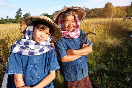 Preview: Child Girl And Old Woman Farmer Working At Rice Field On Harvest Season.