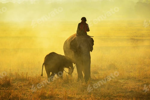 Preview: Elephant And Man Hometown In The Field On During Sunrise ,Surin Thailand