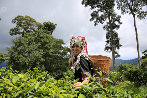 Preview: Hill Tribe Asian Woman In Traditional Clothes Collecting Tea Leaves With Basket In Tea Plantations