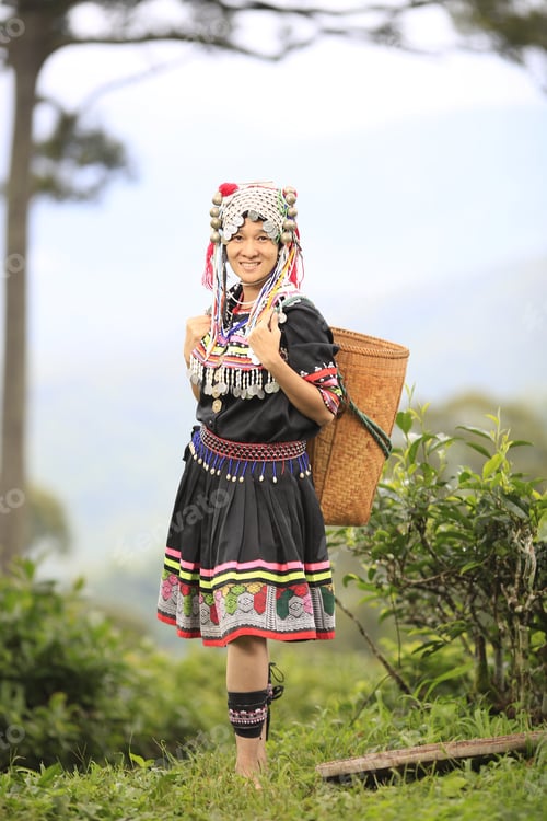 Preview: Hill Tribe Asian Woman In Traditional Clothes Collecting Tea Leaves With Basket In Tea Plantations