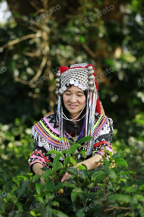 Preview: Hill Tribe Asian Woman In Traditional Clothes Collecting Tea Leaves With Basket In Tea Plantations