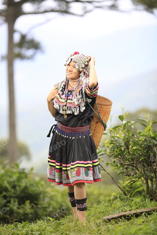 Preview: Hill Tribe Asian Woman In Traditional Clothes Collecting Tea Leaves With Basket In Tea Plantations