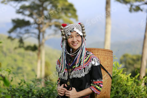 Preview: Hill Tribe Asian Woman In Traditional Clothes Collecting Tea Leaves With Basket In Tea Plantations