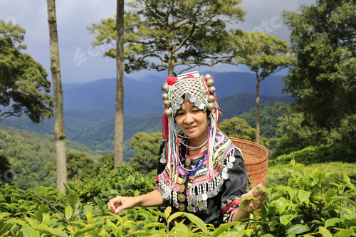 Preview: Hill Tribe Asian Woman In Traditional Clothes Collecting Tea Leaves With Basket In Tea Plantations