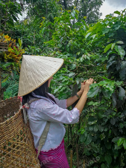 Preview: Farmer Collecting Coffee In A Small Town Of Chiang Mai, Northern Thailand