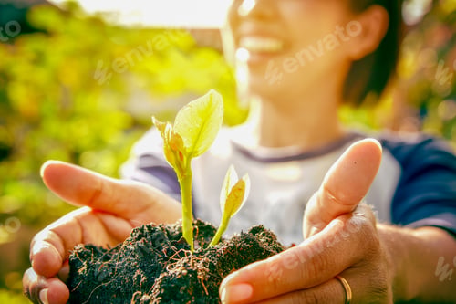 Preview: Careful Hands Holding And Caring Green Young Plant.Raining Season Great For Sprout Growing Out From